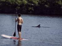 Paddles-by-the-Sea