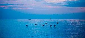 sea turtle inn hotel in vero beach
